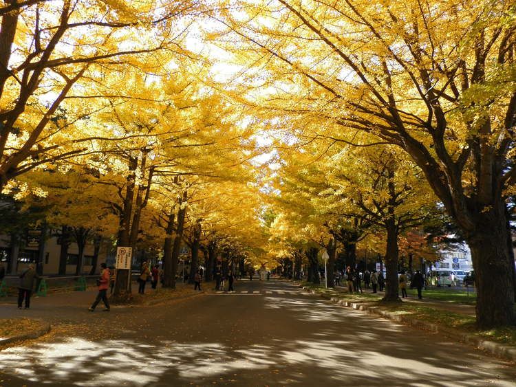 北海道大学画像