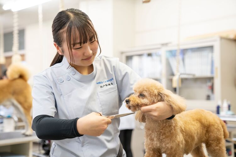 安い 仙台 総合 ペット 専門 学校 偏差 値