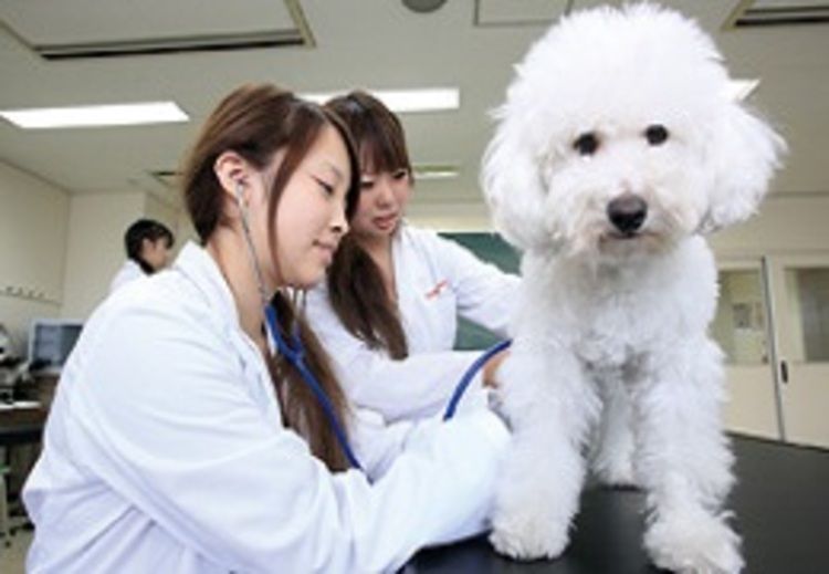 専門学校日本動物２１の情報満載 口コミ 就職など みんなの専門学校情報