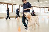 【4月21日体験】大型犬トレーニングに挑戦！