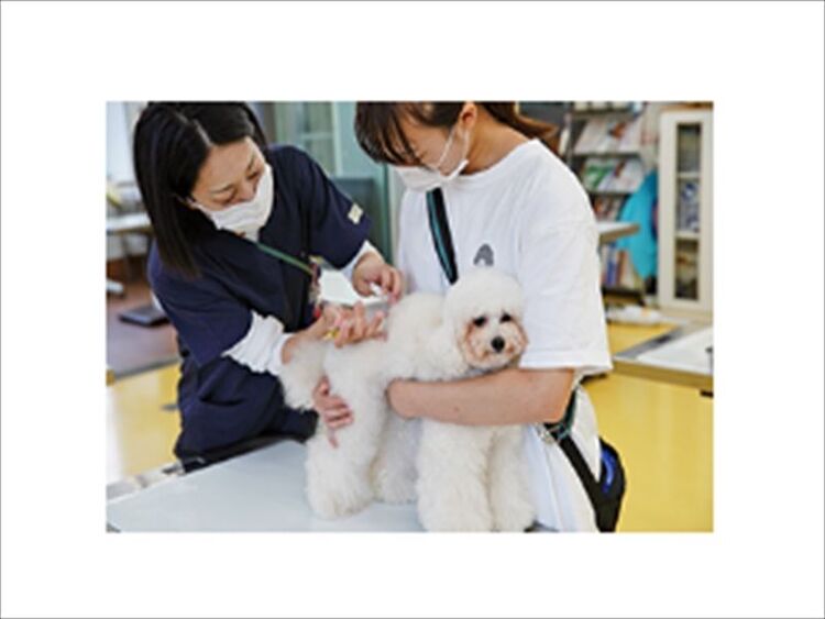 【高校3年生限定】DREAM CLASS ★ 担当犬の予防接種をしよう！