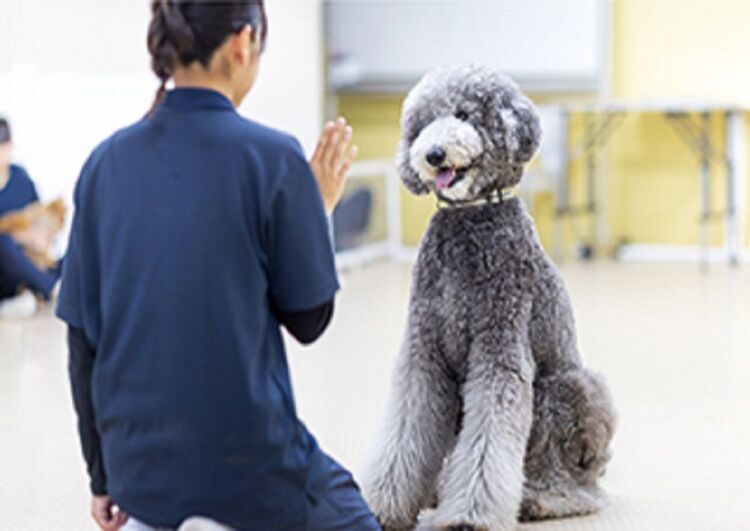 大型犬のトレーニングに挑戦！