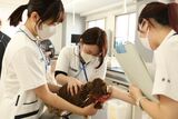【愛玩動物看護師体験】現役の獣医師と動物看護師が教える！動物看護師のキホン