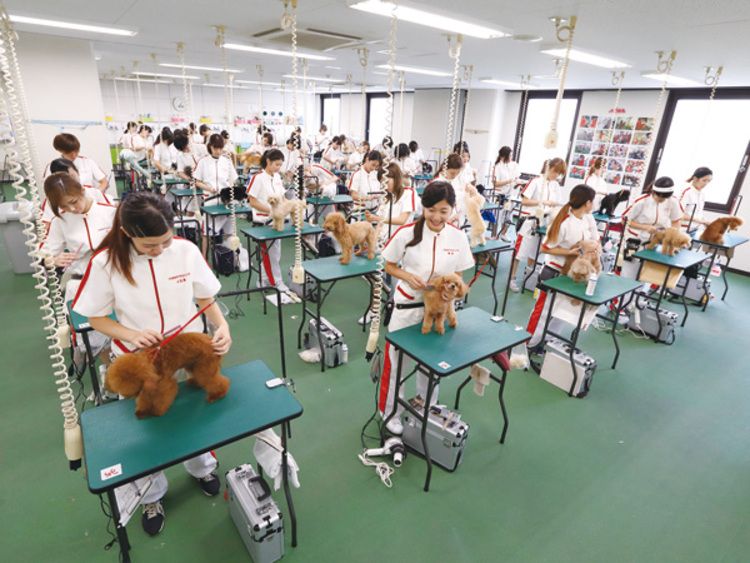 日本動物専門学校画像