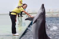 水族館スタッフ 専門学校 人気ランキング 21年度最新版 みんなの専門学校情報