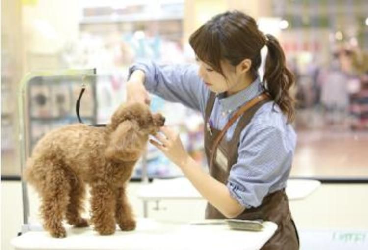 国際ペット専門学校金沢の情報満載 口コミ 就職など みんなの専門学校情報