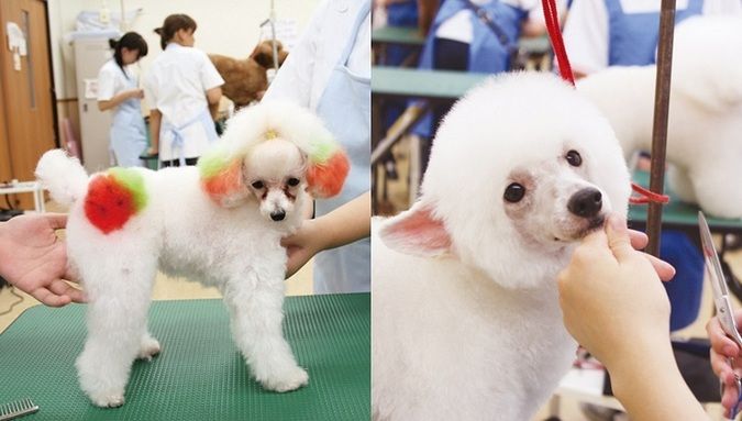 専門学校ルネサンス・ペット・アカデミー