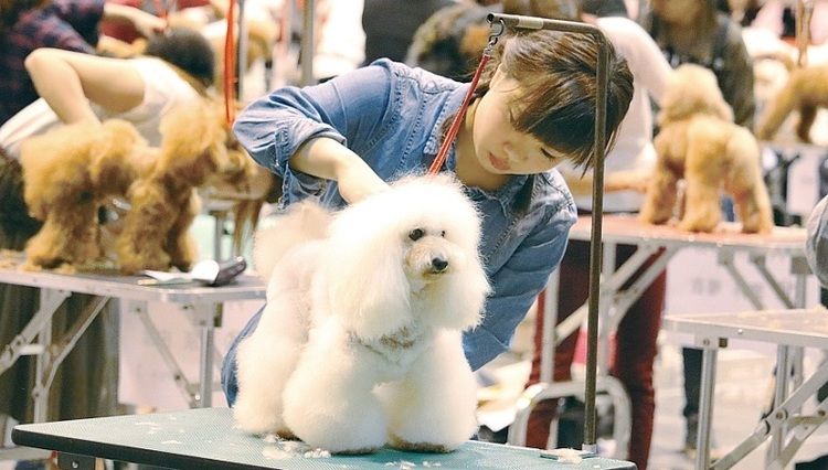 専門学校ルネサンス・ペット・アカデミー画像