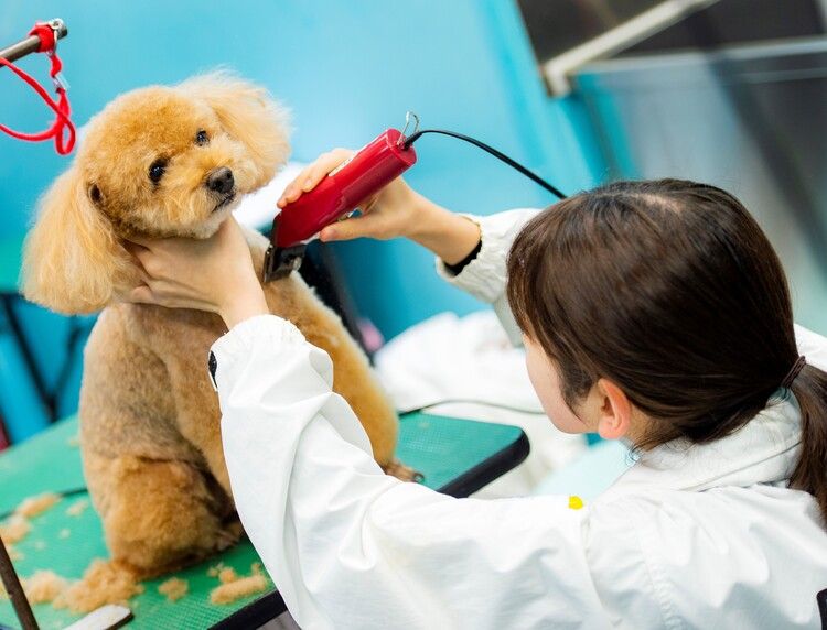 専門学校ルネサンス・ペット・アカデミー画像