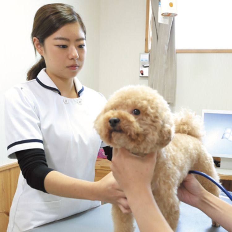 名古屋動物専門学校 動物看護コース 口コミ 学科情報をチェック みんなの専門学校情報