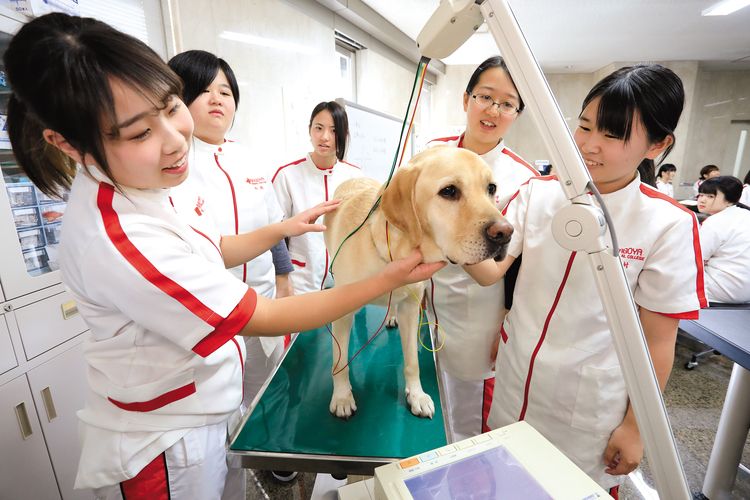 大阪動物専門学校天王寺校 動物看護コース 口コミ 学科情報をチェック みんなの専門学校情報