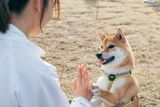 【動物健康管理学科 しつけインストラクター専攻】2024年度オープンキャンパス