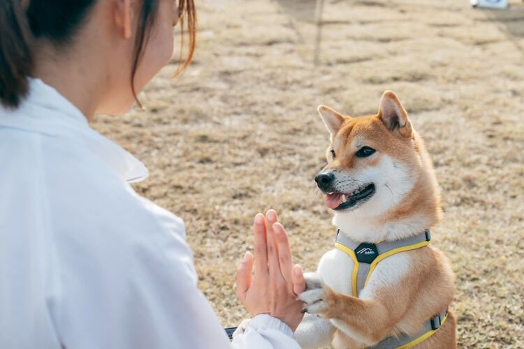 専門学校穴吹動物看護カレッジ画像