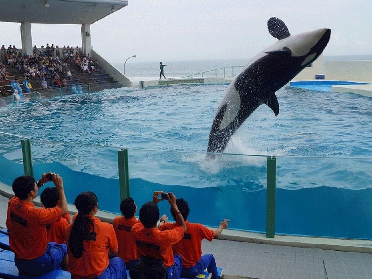 埼玉動物海洋専門学校画像