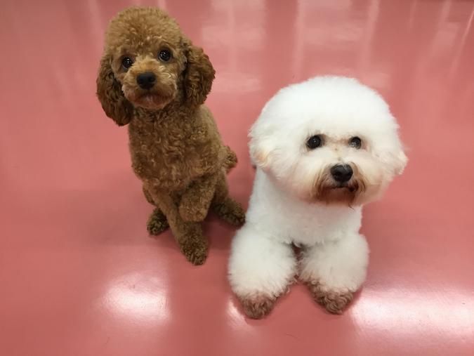 東京ブレーメン動物専門学校