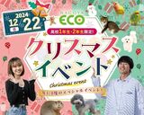 【高1・2年生限定】★☆クリスマスイベント☆★【動物看護師体験】