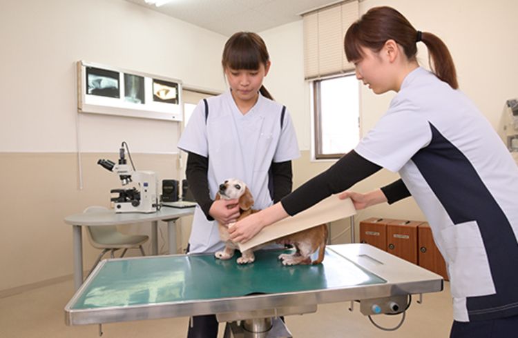 信州松本動物専門学校画像